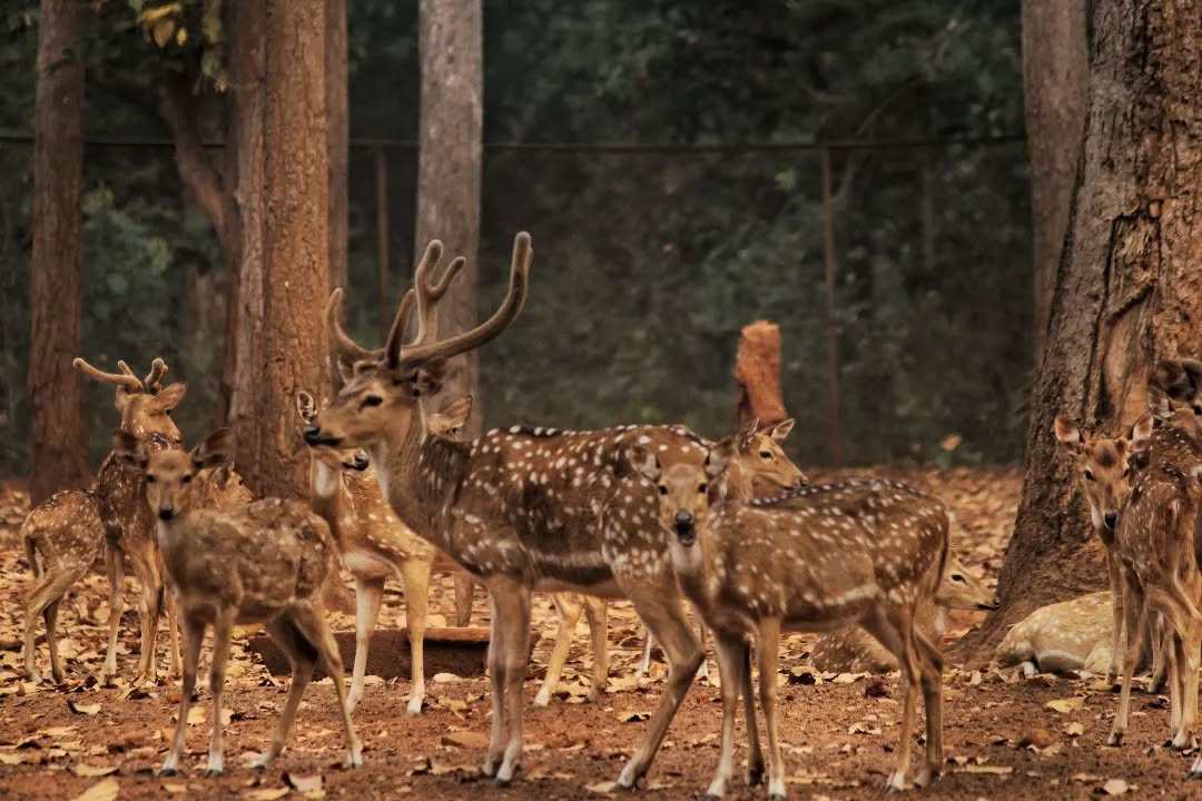 Deer Park - Natural wildlife sanctuary